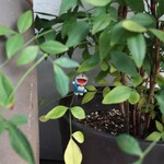 お料理 ちゃとら - ドラえもんコレクション