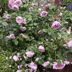 居酒屋 かまどか 新百合ヶ丘店 - 