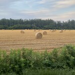 平和園 - 麦稈ロールと麦畑