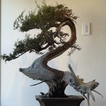 ウニツウmasa - 階段上がったすぐの盆栽