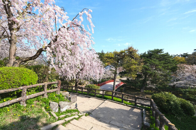 車寿司 - 中央弘前（寿司）の写真