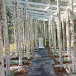 과자 by 카루이자와 에레강스 - 白樺と苔の森(チャペル)