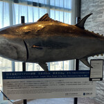 近畿大学水産研究所 大阪・関西万博 ウォータープラザ店 - 