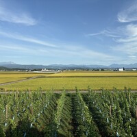 東川ペリカン - 