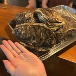 Oyster Lab - 