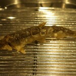 てんぷら 深町 - 琵琶湖の鮎