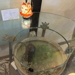 きんぎょcafe 柳楽屋・陽だまり - 水槽の見えるテーブル