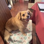 炭火シュラスコ GOSTOSO - 