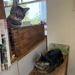 books to curry 猫のしっぽ - 