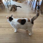 books to curry 猫のしっぽ - 