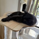 books to curry 猫のしっぽ - 