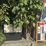 古の花 - 