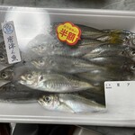 まえうみ - 豆アジ 