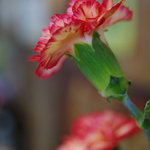 大木洋食店 - 花