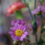 大木洋食店 - 花