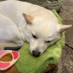 フィッシュ ハウス カフェ - 