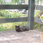 シー ザ フォレスト - 猫ちゃんに遭遇