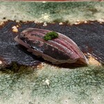 鮨　銀座　鰤門 - 昼のおまかせ