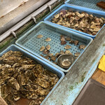 浜茶屋 やましょう - 生簀