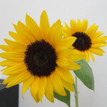 日本料理 TOBIUME - 設えの向日葵、元気を貰える Sunflower color