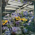 Tiffany Blue Box Café - 