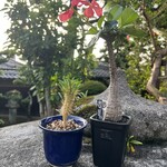 創作茶屋 まきの木 - ギラウミニアナ ウィンゾリー