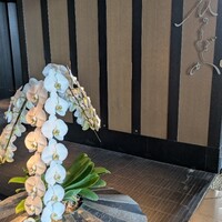 ひのきざか - 