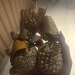 種や - お土産いただきました