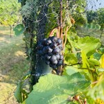 農家レストラン サンセットウォーカーヒル - 