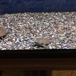 うなぎ亭 友栄 - スッポンの稚魚？稚亀