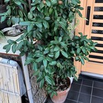 ひろ作 - 果実が大きくなってまーす。①