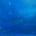 オーシャンブルー - 