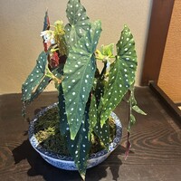 京味 もと井 - 