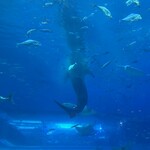 オーシャンブルー - ジンベエザメの餌やりシーン