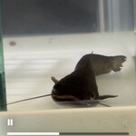 焼きもの家 慶 - 