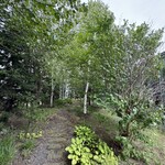 レストラン・アスペルジュ - 窓の外には白樺並木