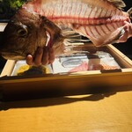 鮨shizuku 西天満 - 真鯛