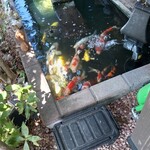 いわし料理 善 - 鯉のお出迎え