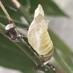 松乃家 - ベランダのキンカンの葉を食い荒らして育ったアゲハのサナギは無事に旅立った様子^_^