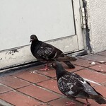 Room:105 唐戸店  - とにかく鳩がいっぱいいる