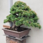 Bonito Noodle RAIK	 - 