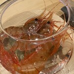 鮨 こん藤 - 活きたボタン海老