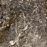 おらいの滝観洞 - 色々な化石が見えます。