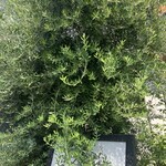 石焼料理専門店 スパジオ・ディ・ルッソ - 