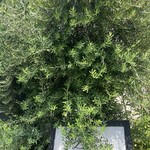 石焼料理専門店 スパジオ・ディ・ルッソ - 