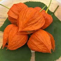 露庵 菊乃井 木屋町店 - 