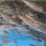 日本橋 - 山女魚