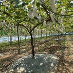 ストロベリーランド筑西 - 