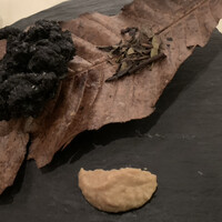 イル ギオットーネ 京都本店 - 