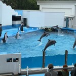 gelateria popolo. - お店のすぐそばにはマリンピア日本海という水族館があります